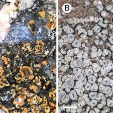 Attēlu rezultāti vaicājumam “Opegrapha atra”