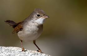 Attēlu rezultāti vaicājumam “Sylvia curruca adult”