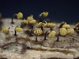 Attēlu rezultāti vaicājumam “Physarum viride”