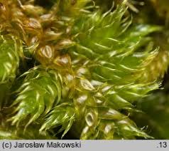 Attēlu rezultāti vaicājumam “Hypnum cupressiforme var. lacunosum”