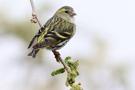Attēlu rezultāti vaicājumam “Carduelis spinus female”