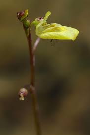 Attēlu rezultāti vaicājumam “Utricularia minor bud”