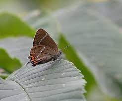 Attēlu rezultāti vaicājumam “Satyrium w-album underside”