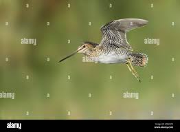 Image result for Gallinago delicata