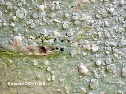 Attēlu rezultāti vaicājumam “Lecanora albella”