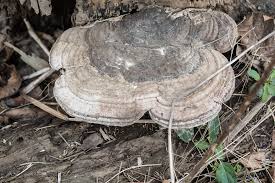 Attēlu rezultāti vaicājumam “Ganoderma applanatum”