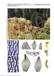 Attēlu rezultāti vaicājumam “Sphagnum molle”