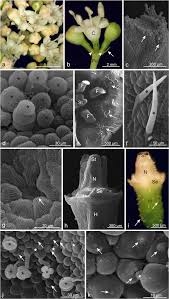 Attēlu rezultāti vaicājumam “Viburnum opulus bud”