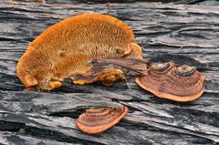 Attēlu rezultāti vaicājumam “Gloeophyllum trabeum”