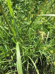 Attēlu rezultāti vaicājumam “Phalaroides arundinacea fruit”