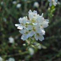 Attēlu rezultāti vaicājumam “Berteroa incana”