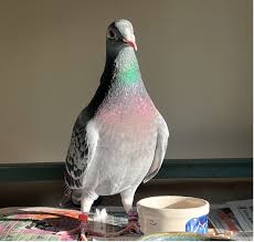 Attēlu rezultāti vaicājumam “Columbiformes”