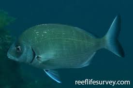 Image result for Diplodus sargus