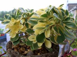 Image result for Aichryson