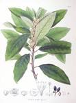 File:<b>Litsea</b> sp SZ87.png