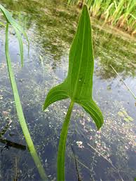 Attēlu rezultāti vaicājumam “Sagittaria sagittifolia leaf”