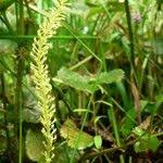 Attēlu rezultāti vaicājumam “Malaxis monophyllos flower”