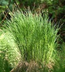 Attēlu rezultāti vaicājumam “Carex cespitosa”