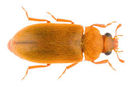 Attēlu rezultāti vaicājumam “Byturus ochraceus”