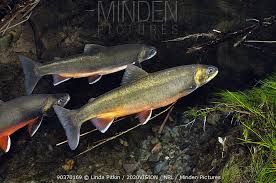 Image result for Salvelinus alpinus