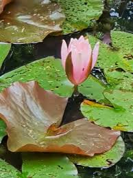 Attēlu rezultāti vaicājumam “Nymphaea alba flower”