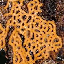 Attēlu rezultāti vaicājumam “Hemitrichia serpula”