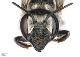 Attēlu rezultāti vaicājumam “Licea chelonoides sessile”