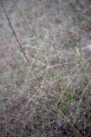 Attēlu rezultāti vaicājumam “Carex capillaris fruit”