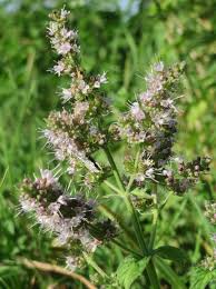 Attēlu rezultāti vaicājumam “Mentha spicata flower”