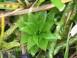 Attēlu rezultāti vaicājumam “Rhodobryum roseum”