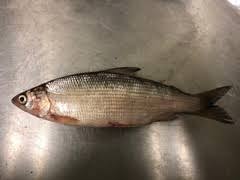 Image result for Coregonus artedi