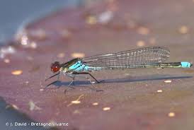 Attēlu rezultāti vaicājumam “Erythromma najas”