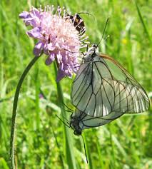 Attēlu rezultāti vaicājumam “Epirranthis diversata upperside”