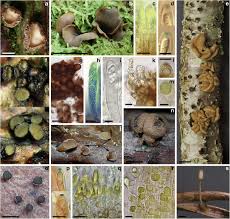 Attēlu rezultāti vaicājumam “Chlorencoelia versiformis”