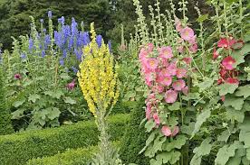 Image result for Königskerzen