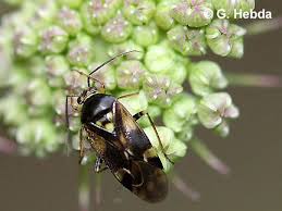 Attēlu rezultāti vaicājumam “Orthops basalis”