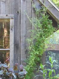 Image result for Adlumia cirrhosa