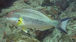 Image result for Sparisoma amplum