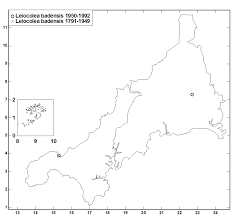 Attēlu rezultāti vaicājumam “Lophozia badensis sporophyte”