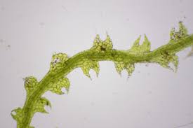 Attēlu rezultāti vaicājumam “Cephalozia connivens”