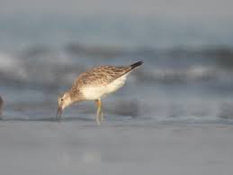 Image result for Calidris tenuirostris