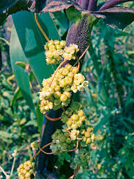 Attēlu rezultāti vaicājumam “Cuscuta europaea flower”