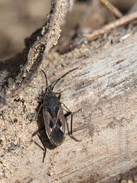 Image result for Rhyparochromus