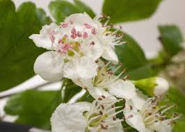Attēlu rezultāti vaicājumam “Crataegus laevigata flower”