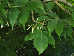 Attēlu rezultāti vaicājumam “Fraxinus pennsylvanica”