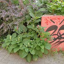 Attēlu rezultāti vaicājumam “Phytolacca acinosa flower”