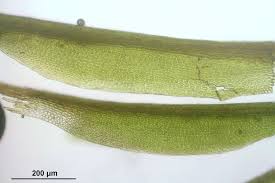 Attēlu rezultāti vaicājumam “Ditrichum flexicaule”