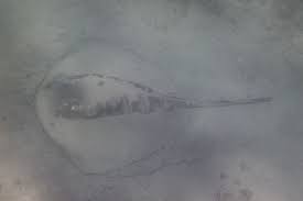 Image result for Bathytoshia brevicaudata