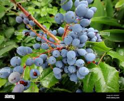 Attēlu rezultāti vaicājumam “Berberidaceae”