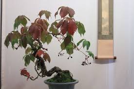 Image result for parthenocissus bonsai